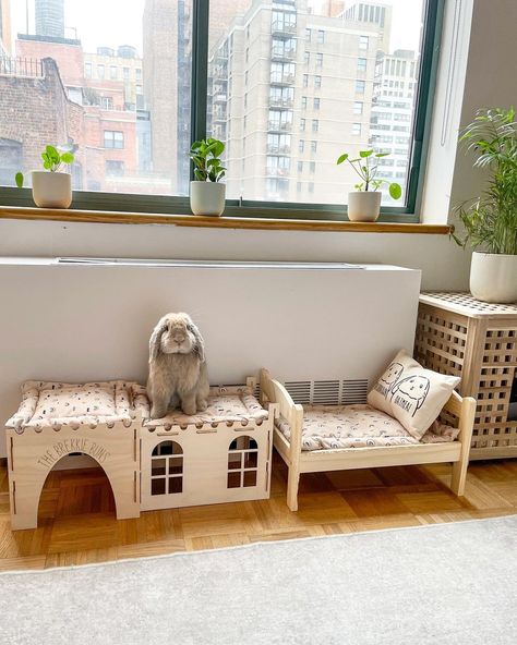 Indoor Bunny House, Indoor Rabbit House, Rabbit Habitat, Rabbit Enclosure, Mini Lop, Bunny Room, Pet Bunny Rabbits, Indoor Rabbit, Rabbit Cage