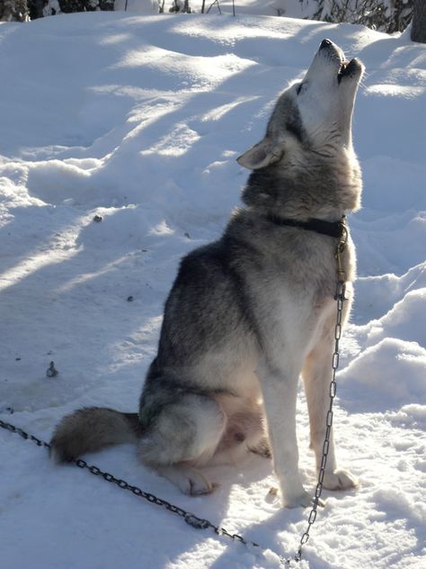 Dog Howling, Greenland Dog, Pretty Dogs, Dog Sledding, But Why, Reference Images, Siberian Husky, Photo Reference, Sled