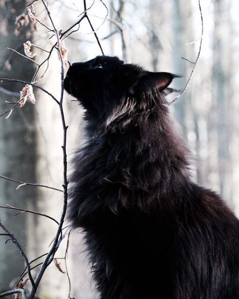 Cat Paradise, Black Cat Aesthetic, Gato Grande, World Cat, Cat Oc, Long Haired Cats, Beautiful Cat Breeds, Kitten Pictures, Cat Parenting