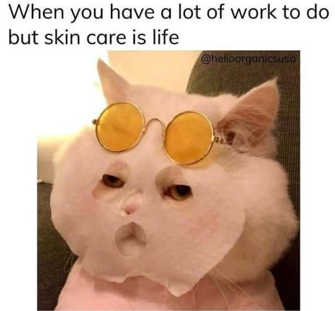 All Aboard The Caturday Train (25 Cat Memes) - I Can Has Cheezburger? Skin Care, Skin, Memes, Funny