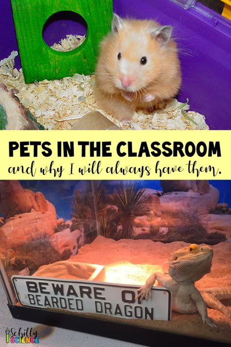 Teaching Middle School Science, Classroom Pets, Class Pet, Classroom Anchor Charts, Advertising Board, Teaching Game, Language Arts Classroom, Science Videos, Teaching Middle School