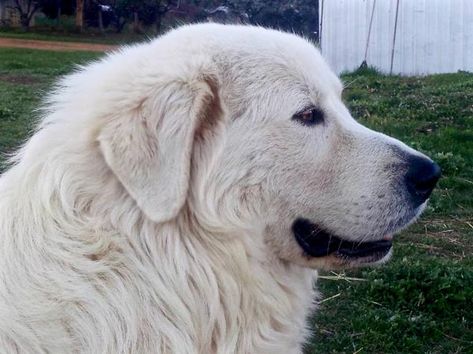 Maremma sheepdog  Italian Dog Breeds - Top 10 - With Pictures! Italian Dogs, Wrinkly Dog, Maremma Sheepdog, Pyrenean Mountain Dog, Hound Dog Breeds, Livestock Guardian Dog, Livestock Guardian, Popular Dog Breeds, Most Popular Dog Breeds