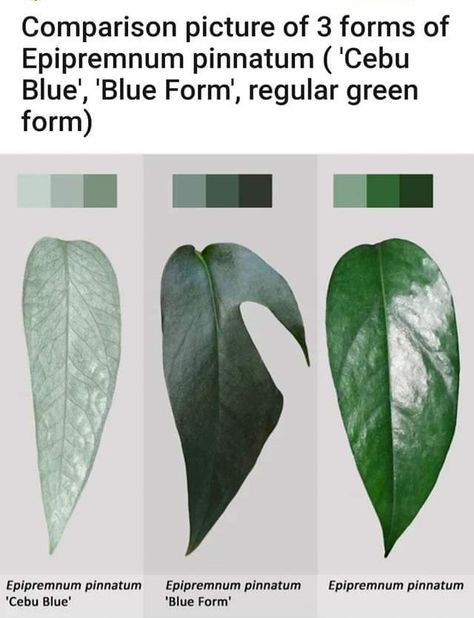 Plant Leaf Identification, Comparison Infographic, Blue Pothos, Cebu Blue, Leaf Identification, Lucky Plant, Epipremnum Pinnatum, Weird Plants, Blue Plants