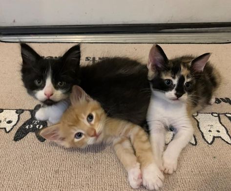 3 Kittens Together, Cat Waiting, 3 Kittens, Cat Purr, 3 Cats, Kitten Rescue, Cat Pose, Three Cats, Mama Cat