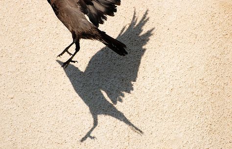 shadow Photo Assignments, Bird Shadow, New York Projects, Casting Shadows, Shadow Images, M Shadows, Shadow Silhouette, Birds In The Sky, Shadow Photography