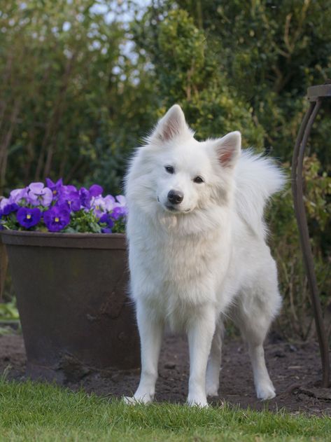 Grosspitz, Giant German Spitz, Large German Spitz German Spitz Puppy, German Spitz Dog, Spitz Dog Breeds, Japanese Spitz Dog, Alaska Dog, Spitz Puppy, Dog Types, Spitz Dog, Dog Pomeranian