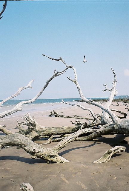 Gull at Black Rock Trail Nassau Sound Driftwood Beach by Latent Image Photography, via Flickr Driftwood Beach, Beach Pic, Beach Wood, Mediterranean Decor, The Tempest, Seaside Cottage, Beach Rocks, Drift Wood, Coastal Beaches