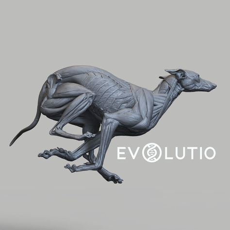 Barn Owl Tattoo, Canine Drawing, Dog Anatomy, Anatomy Sculpture, Greyhound Dog, Perspective Art, Grey Hound Dog, Learn Something New, Dog Sculpture