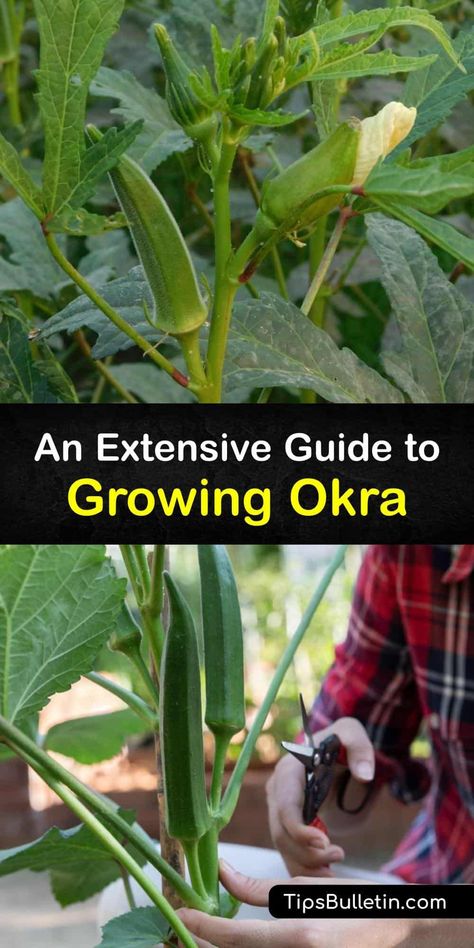 Learn how to grow your own okra (Abelmoschus esculentus) for a harvest of tasty, healthy okra pods at the end of the growing season. It’s easy to sow okra seeds indoors or straight in the garden in full sun and mulch your okra plants to retain warmth and moisture. #howto #growing #okra When To Harvest Okra, Growing Okra In Garden, How To Grow Okra, How To Make Okra, Grow Okra, Growing Okra, Okra Plant, Okra Seeds, Growing Vegetables In Pots