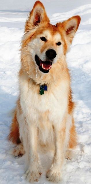 My favourite mix: the Goberian! - Imgur Golden Retriever Husky Mix, Golden Retriever Husky, Siberian Husky Mix, Golden Retriever Mix, Husky Mix, Alaskan Malamute, Mixed Breed Dogs, Puppy Breeds, Retriever Puppy