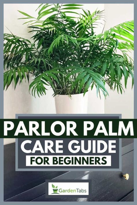 Parlor Palm: Modern Home Decor Inspiration Parlor Palm Care, Palm Plant Indoor, Indoor Palm Plants, Cat Safe House Plants, Palm Plant Care, Safe House Plants, Palm House Plants, Indoor Palms, Palm Tree Plant