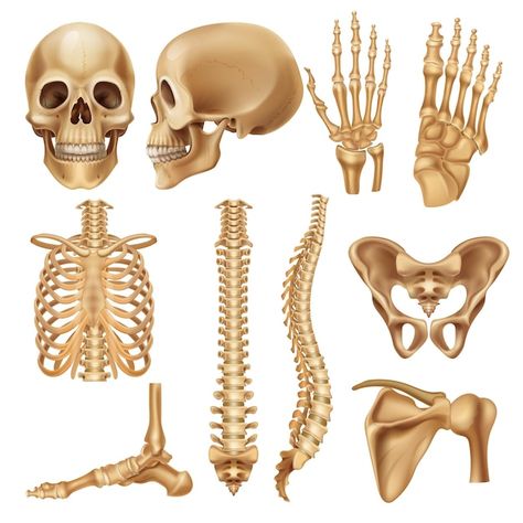 Huesos humanos. elementos del esqueleto ... | Premium Vector #Freepik #vector #cuerpo-humano #vertebral #huesos-humanos #columna-vertebral Skeleton Structure, Joints Anatomy, Human Body Structure, Skeleton Body, Skeleton Anatomy, Human Spine, Zestaw Ikon, Human Body Anatomy, Human Bones