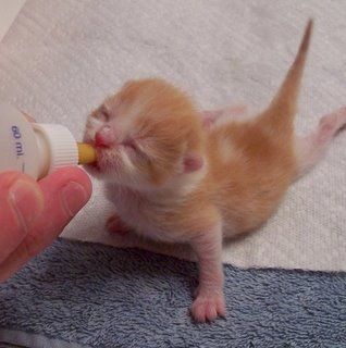 Orange Kittens, Newborn Kittens, Kitten Photos, Kitten Care, Kitten Pictures, Baby Kittens, Beautiful Cats, Baby Cats, Crazy Cats