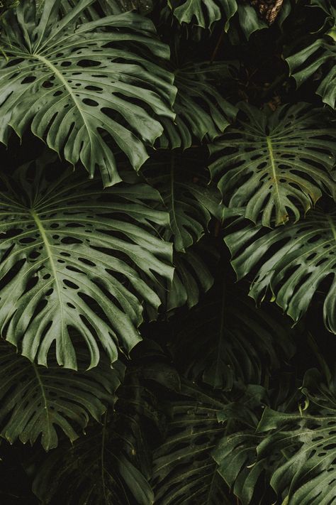 #aesthetic #wallpaper Jungle Aesthetic Wallpaper, Shadows Pictures, Dark Green Academia, Leaf Shadow, Worms Eye View, Shadow Images, Geometric Shapes Art, Plant Background, Plant Wallpaper