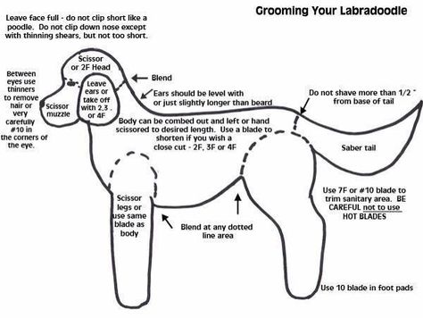 How to groom a Labradoodle. Doodle Cuts, Doodle Grooming, Labradoodle Grooming, Goldendoodle Haircuts, Goldendoodle Grooming, Australian Labradoodle Puppies, Kennel Ideas, Labradoodle Goldendoodle, Poodle Cuts