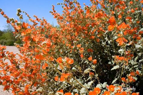 Globe Mallow, Mallow Plant, Plants Tips, Desert Backyard, Drought Tolerant Perennials, Orange Plant, Garden Shrubs, Desert Garden, Low Maintenance Garden