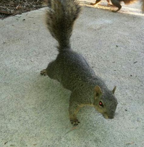 Demon Squirrel! Scary Squirrel, Squirrels, Homework, Animals, Quick Saves