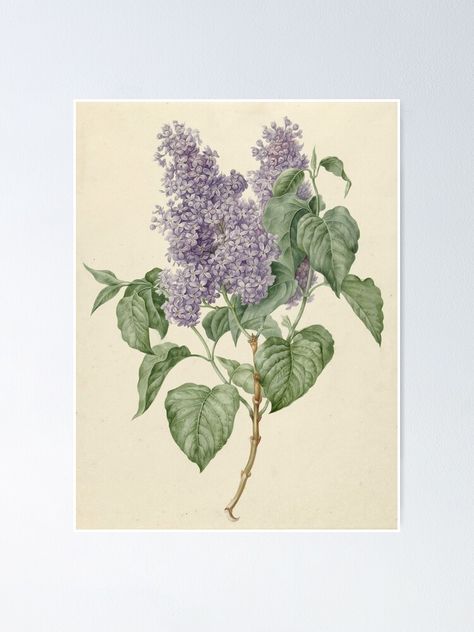 "Lilac Botanical Print" Poster by fineearth | Redbubble Lilac Painting, Iris Hantverk, Branch Art, Hur Man Målar, Flower Printable, Flower Illustration, Botanical Print, Flower Wall Art, Art Abstrait