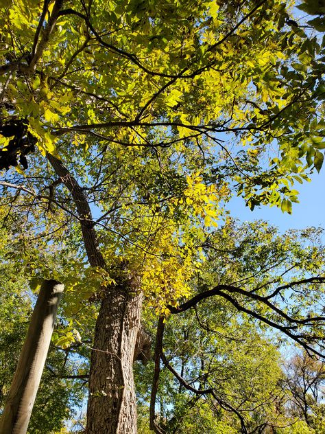 Texas || Park || Green || Trees || Sunny Afternoon Yellow Park, Texas Parks, Yellow Tree, Sunny Afternoon, Green Park, Green Trees, Sunnies, Mood Board, Texas