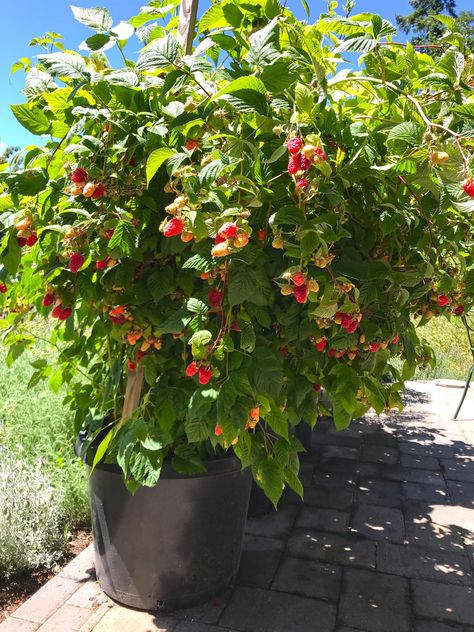 Growing Cucumbers Vertically, Bucket Garden, Growing Pineapple, Growing Raspberries, Raspberry Plants, List Of Vegetables, Bucket Gardening, Growing Vines, Growing Greens