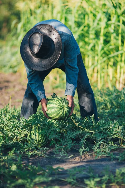 Men Gardening, Working In The Garden, Male Gardener Aesthetic, Farmer Reference, Watermelon Garden, Farmer Asthetic, Farm Work, Farmer Photography, Watermelon Farm