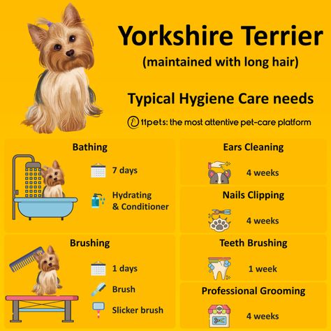 Yorkie Puppy Care, Yorkshire Terrier Grooming, Puppy Haircut, Yorkie Haircuts, Yorkshire Terrier Haircut, Puppy Mom, Puppy Grooming, Yorkie Terrier, Helpful Things