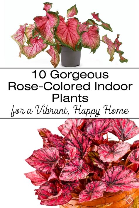 Want a vibrant, joyful home? These 10 rose-colored indoor plants are here to bring a pop of color and a dose of happiness to your living space. Known for their stunning pink leaves and flowers, these houseplants are easy to care for and perfect for adding a lively atmosphere to any room. Save this pin to discover which rose-colored plants will work best in your home and enjoy a colorful, uplifting indoor garden. Indoor Plant Collection, Peacock Plant, Anthurium Plant, Low Light Plants, Gorgeous Flowers, Annual Flowers, Tropical Climate, Colorful Plants, House Plant Care