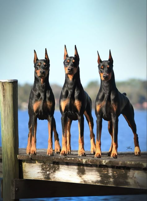 Doberman Cropped Ears Style, Doberman Ear Cropping Styles, Doberman Ear Cropping, American Doberman, Doberman Puppies For Sale, Doberman Puppies, Black Doberman, Smartest Dog Breeds, Doberman Love