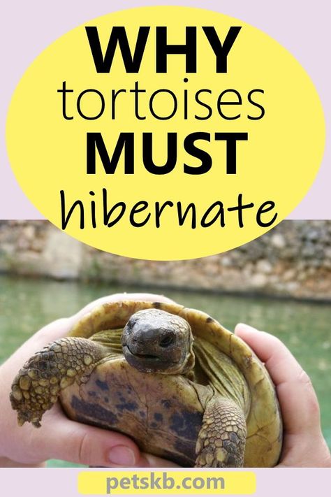 Tortoise Toys Diy, Outside Tortoise Enclosure, Tortoise Enclosure Indoor Diy, Russian Tortoise Habitat Indoor, Indoor Tortoise Enclosure Diy, Diy Tortoise Habitat Indoor, Tortoise Habitat Indoor, Russian Tortoise Care, Tortoise Toys