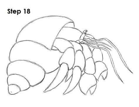 How to Draw a Hermit Crab How To Draw A Hermit Crab, Hermit Crab Drawing Simple, Hermit Crab Sketch, Hermit Crab Tattoo Simple, How To Draw A Crab, Cartooning Drawings, Crab Drawing Simple, Hermit Crab Drawing, Crab Drawing