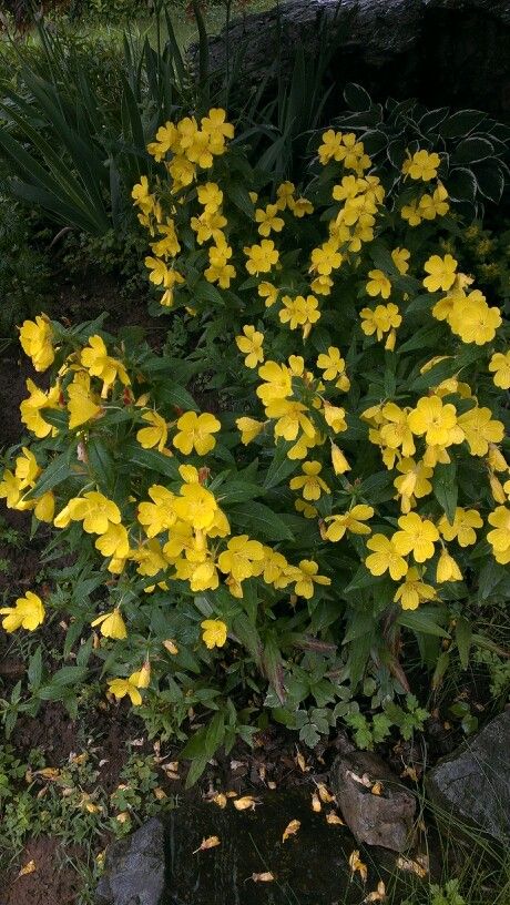 Evening Primrose Yellow Evening Primrose, Yellow Primrose, Primrose Yellow, Plant Wishlist, Evening Primrose, Landscaping Plants, Gardening Ideas, Eden, My Garden