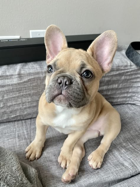 French Bulldog Tan, Blue Fawn French Bulldog, Cream French Bulldog, Fawn French Bulldog, Cute Dogs Images, French Bulldog Gifts, Cute Bulldogs, Frenchie Puppy, Very Cute Dogs