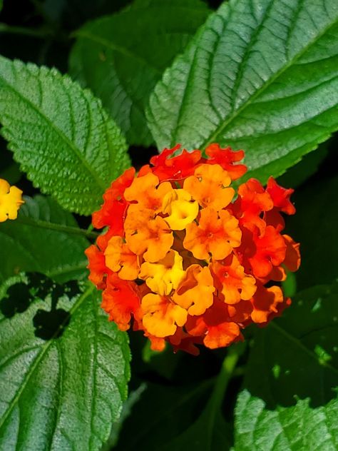 Lantana Flower, Lantana Plant, Birds Photography Nature, Lantana Camara, Floral Photo, Beautiful Bouquet Of Flowers, Unique Flowers, Flowers Nature, Flower Photos