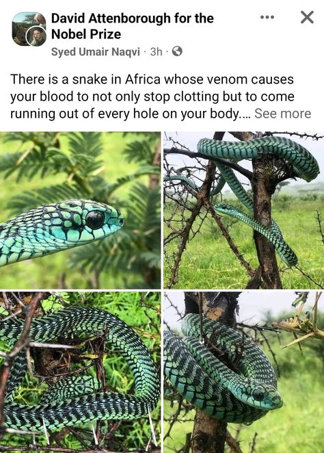 Cool Looking Snakes, Weird Pets, Become Creative, Unique Pets, Snake Species, Weird Insects, Cool Animals, Types Of Snake, Pretty Snakes