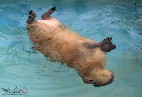 Some capybaras like to swim... | After Looking At These Photos You Will DEFINITELY Want A Capybara Capybara Pet, Pretty Animals, Silly Animals, Rodents, Exotic Pets, Cute Little Animals, 귀여운 동물, Animals Friends, Otters