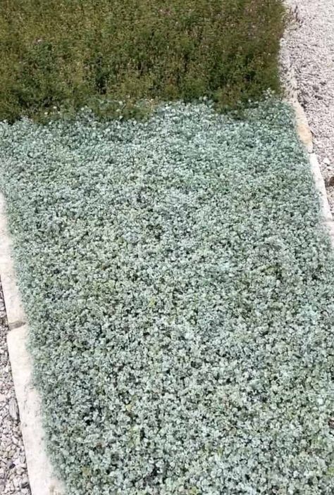 5 Reasons to Grow Silver Ponyfoot Silver Ponyfoot Ground Cover, Silver Ponyfoot, Silver Falls Plant, Native Ground Cover, Silver Falls Dichondra, Mexican Feather Grass, Silver Carpet, Texas Native Plants, Perennial Ground Cover