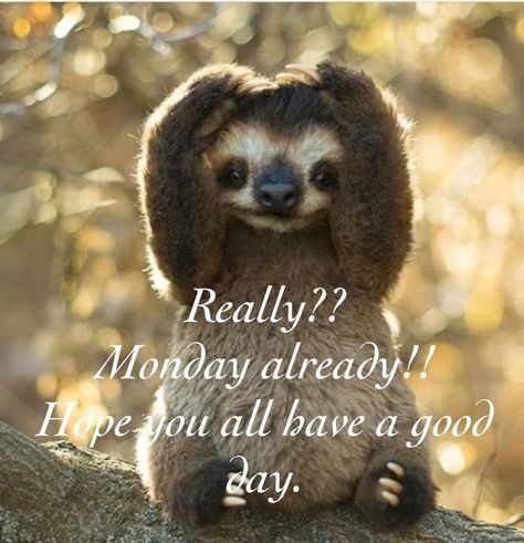 Monday Funnies, Monday Jokes, Family Day Quotes, Inspirational Friend Quotes, Monday Quote, Monday Greetings, Monday Wishes, Monday Pictures, Happy Monday Quotes