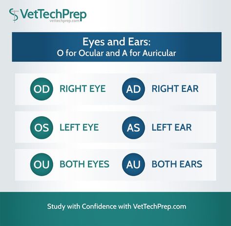 Infographic: Eyes and Ears - O for ocular and A for auricular Ear Cytology Veterinary Chart, Veterinary Tech, Veterinary Assistant, Vet Med, Animal Health, Vet Tech, Pet Health, Pet Care, Health Care