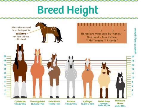 Horse Height Chart - Horse Illustrated Different Horse Breeds, Horse Information, Horse Facts, Horse Info, Horse Riding Tips, Horse Anatomy, Horse Camp, Horse Boarding, Horse Tips