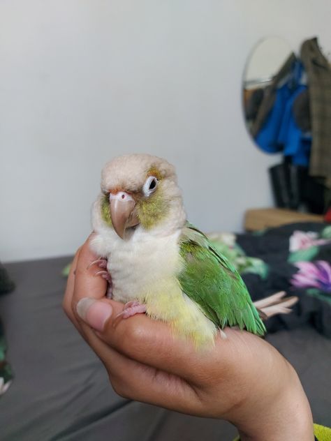 Bird conure Moon Cheek Conure, Cinnamon Conure, Cockatiel Aesthetic, Conures Parrots, Love Birds Pet, Conure Bird, Green Cheek Conure, Conure Parrots, African Love