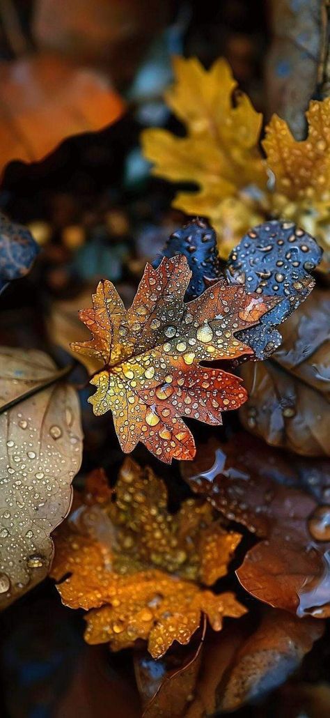 Rustic Thanksgiving, Autumn Magic, Pretty Landscapes, Montage Photo, Autumn Beauty, Morning Pictures, Pretty Wallpapers Backgrounds, Autumn Aesthetic, Fall Wallpaper