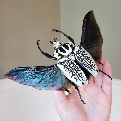 (1) Facebook Goliath Beetle, Bizarre Fashion, Beetle Wings, Wing Art, Bug Boy, Wings Art, Beautiful Bugs, Original Characters, Beetles