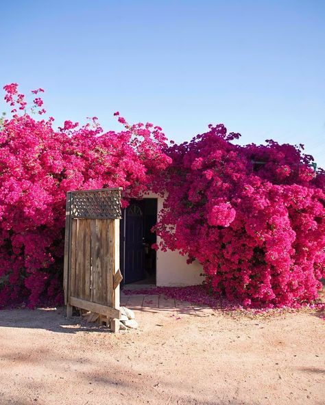 Overhead Trellis, Greek Tradition, Zoella, Climbing Vines, Bougainvillea, Beautiful Doors, Flower Illustration, Flower Pictures, Flowers Photography