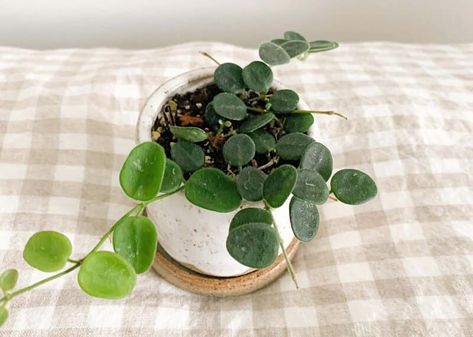 Hoya Serpens Care - Best Tips for Growing Hoya Serpens (2022) Hoya Serpens, Hoya Care, Peat Soil, Houseplant Care, Plant Goals, Bathroom Plants, Evergreen Plants, Wax Flowers, House Plant Care