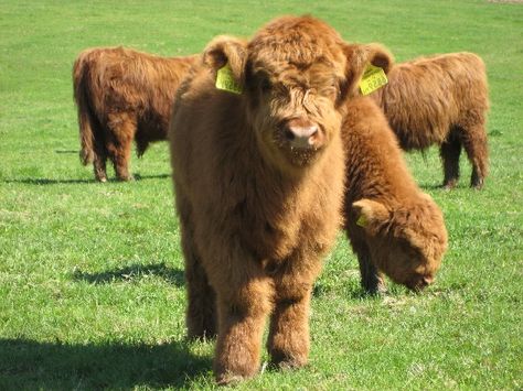 Guide to Miniature Cattle Breeds for Your Small Modern Homesteading Farm Mini Cows For Sale, Miniature Cattle, Breeds Of Cows, Miniature Cows, Pet Cows, Modern Homesteading, Mini Cows, Jersey Cow