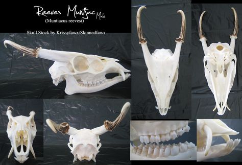 Buck Skull, 3d Modeling Tutorial, Skeleton Bones, Deer Skulls, Sketch Painting, High Fantasy, Animal Skulls, Skull And Bones, Artsy Fartsy