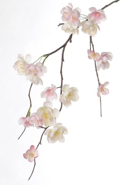 White Cherry Blossom Painting, Sakura Branch Painting, Cherry Blossom Branch Photography, Sakura Tree Branch, Cherry Blossom Tree Branch, Cherry Blossom Photo, Branding Mood Board Inspiration, Sakura Branch, White Sakura