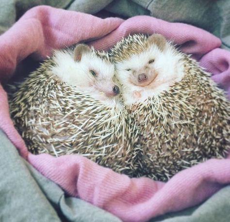 Happy Hedgehog, Hedgehog Pet, Baby Hedgehog, Animals Funny, Animals Cute, Cute Hedgehog, Southern Europe, Animal Facts, Cute Animal Photos