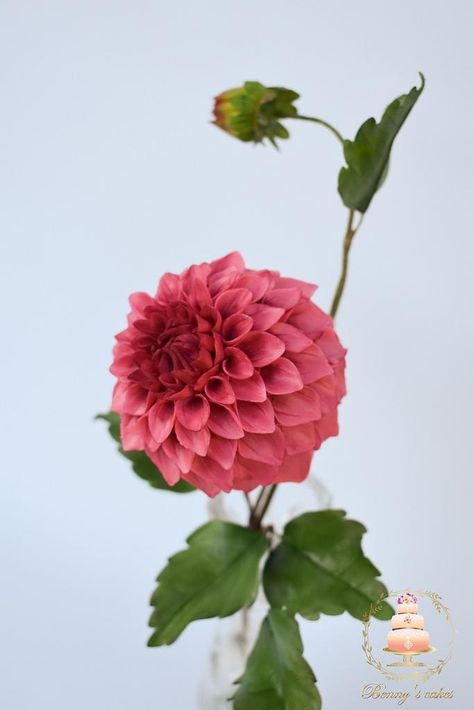 Pom Pom Dahlia, Dahlia Cake, Herbal Plants, Beautiful Flowers Garden, Gum Paste, Dahlia, Flower Art, Flower Pots, Flower Garden