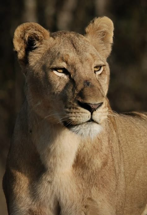 Lioness Images, Female Lion Tattoo, An Ember In The Ashes, Female Lion, Carnival Of The Animals, Lion Photography, Lions Photos, Lion And Lioness, Il Re Leone